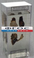 Влажный препарат "Внутреннее строение брюхоногого моллюска" - fgospostavki.ru - Чита