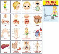 Раздаточные карточки "Тело человека" - fgospostavki.ru - Чита