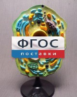 Модель "Клетка растения" - fgospostavki.ru - Чита