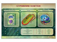 Электрифицированный стенд "Строение клетки" с маркерными полями - fgospostavki.ru - Чита