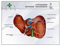 Стенд "Строение печени человека" - fgospostavki.ru - Чита