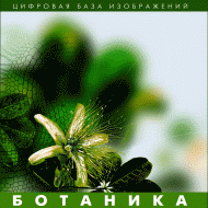 Ботаника. (Цифровая база изображений) - fgospostavki.ru - Чита