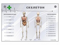 Электрифицированный стенд-тренажер "Скелетон" - fgospostavki.ru - Чита