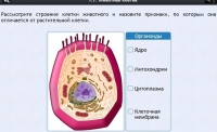 Интерактивные курсы. Биология 8 класс. Базовый - fgospostavki.ru - Чита