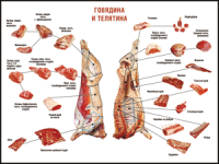 Таблица "Правила разделки мясных туш. Говядина и телятина" (100х140 сантиметров, винил) - fgospostavki.ru - Чита