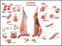 Таблица "Правила разделки мясных туш. Баранина и ягнятина" (100х140 сантиметров, винил) - fgospostavki.ru - Чита