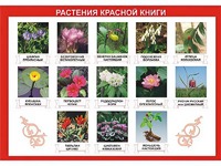 Таблица демонстрационная "Растения Красной книги" (винил 100*140) - fgospostavki.ru - Чита
