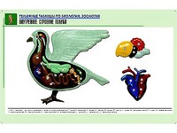 Рельефная таблица "Внутреннее строение голубя" (формат А1, матовое ламинирование) - fgospostavki.ru - Чита