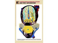 Рельефная таблица "Долька печени. Макро-микростроение" (формат А1, матовое ламинирование) - fgospostavki.ru - Чита