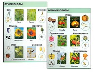 Коллекция "Семена и плоды" - fgospostavki.ru - Чита