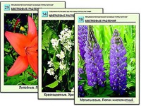 Гербарий фотографический "Основные группы растений" - fgospostavki.ru - Чита