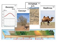 Модель-аппликация "Природные зоны" - fgospostavki.ru - Чита