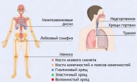 Интерактивные курсы. Биология 9 класс. Базовый. - fgospostavki.ru - Чита