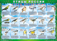 Комплект таблиц "Птицы России (4 листа)" (100х140 сантиметров, винил) - fgospostavki.ru - Чита