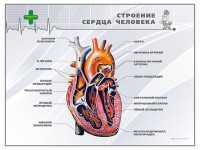 Стенд "Строение сердца человека" - fgospostavki.ru - Чита