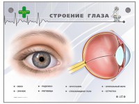 Интерактивный стенд "Строение глаза" - fgospostavki.ru - Чита