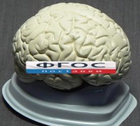 Модель "Мозг в разрезе" (белый) - fgospostavki.ru - Чита