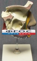 Модель "Разрез носоглотки" - fgospostavki.ru - Чита