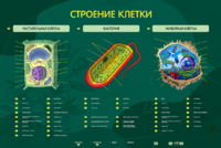 Электрифицированный стенд "Строение клетки" с маркерными полями - fgospostavki.ru - Чита