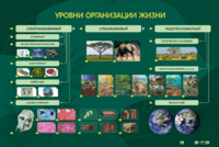 Электрифицированный стенд "Уровни организации жизни" - fgospostavki.ru - Чита