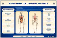 Электрифицированный стенд-тренажер c макетом скелета "Анатомическое строение человека" - fgospostavki.ru - Чита
