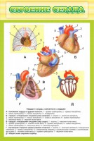 Стенд "Строение сердца" - fgospostavki.ru - Чита