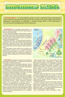 Стенд "Биосинтез белка" - fgospostavki.ru - Чита