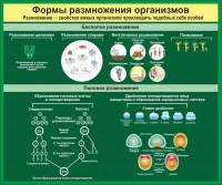Стенд "Формы размножения организмов" - fgospostavki.ru - Чита