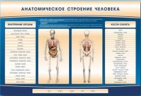 Электрифицированный стенд-тренажер c макетом скелета "Анатомическое строение человека" - fgospostavki.ru - Чита