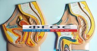 Модель барельефная "Таз мужской и таз женский" - fgospostavki.ru - Чита
