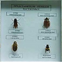 Коллекция энтомологическая "Представители отряда насекомых" - fgospostavki.ru - Чита