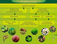 Стенд "Систематика растений" - fgospostavki.ru - Чита