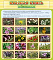 Стенд "Красная книга - растения" - fgospostavki.ru - Чита