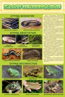 Стенд "Класс земноводные" - fgospostavki.ru - Чита