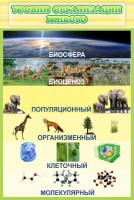 Стенд "Уровни организации живого" - fgospostavki.ru - Чита