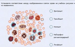 Интерактивные курсы. Биология 11 класс. Расширенный. - fgospostavki.ru - Чита