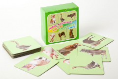 Набор магнитных карточек "Устный счет" (фон зеленый) - fgospostavki.ru - Чита