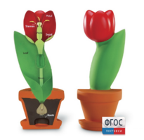 Модель цветка - fgospostavki.ru - Чита