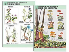 Комплект таблиц "Окружающий мир. Грибы. Растительный мир" (12 таблиц, А1, ламинированные) - fgospostavki.ru - Чита