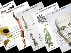 Таблицы по природоведению 1-3 класс (46 штук, формат А2) - fgospostavki.ru - Чита