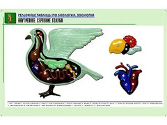 Рельефная таблица "Внутреннее строение голубя" (формат А1, матовое ламинирование) - fgospostavki.ru - Чита