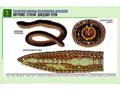 Рельефная таблица "Внутреннее строение дождевого червя" (формат А1, матовое ламинирование) - fgospostavki.ru - Чита