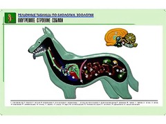 Рельефная таблица "Внутреннее строение собаки" (формат А1, матовое ламинирование) - fgospostavki.ru - Чита