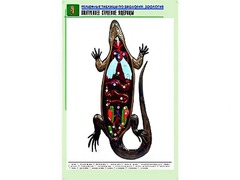 Рельефная таблица "Внутреннее строение ящерицы" (формат А1, матовое ламинирование) - fgospostavki.ru - Чита