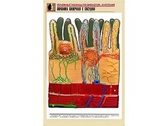 Рельефная таблица "Ворсинка кишечная с сосудом" (формат А1, матовое ламинирование) - fgospostavki.ru - Чита