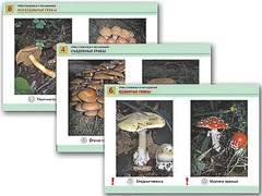 Комплект таблиц раздаточных "Грибы съедобные и несъедобные" (цветные, ламинированные, А4, 8 штук) - fgospostavki.ru - Чита