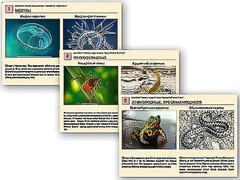 Комплект таблиц раздаточных "Ядовитые животные" - fgospostavki.ru - Чита