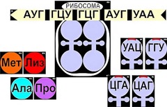 Модель-аппликация "Биосинтез белка" (ламинированная) - fgospostavki.ru - Чита