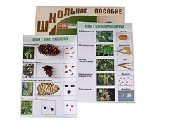 Коллекция "Шишки, плоды, семена деревьев и кустарников" - fgospostavki.ru - Чита