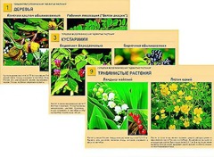 Гербарий фотографический "Ядовитые растения" - fgospostavki.ru - Чита